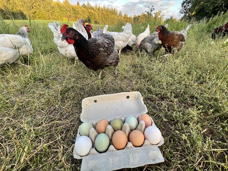 Organic chicken eggs